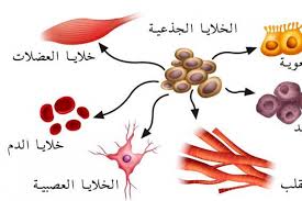  علاج ضمور الخصية بالخلايا الجذعية
