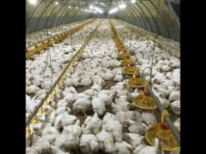 تربية الدجاج اللاحم في تركيا