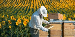 تربية النحل في تركيا
