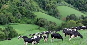 تكلفة إنشاء مزرعة أبقار