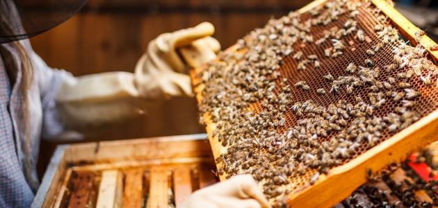 مشروع تربية النحل في تركيا